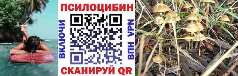 как найти закладки  Зеленоградск  это наркотические препараты  Псилоцибиновые грибы Psilocybe 